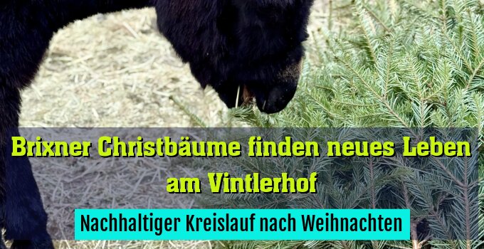 Nachhaltiger Kreislauf nach Weihnachten