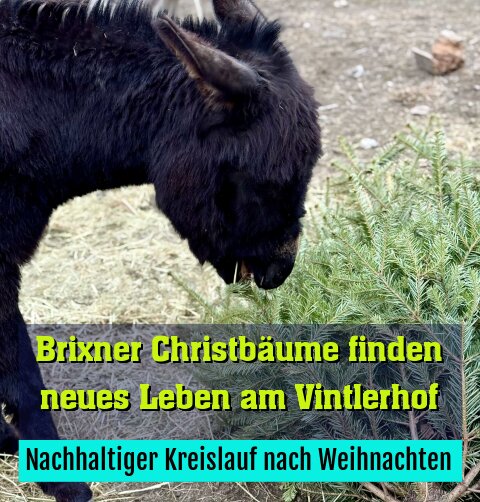 Nachhaltiger Kreislauf nach Weihnachten