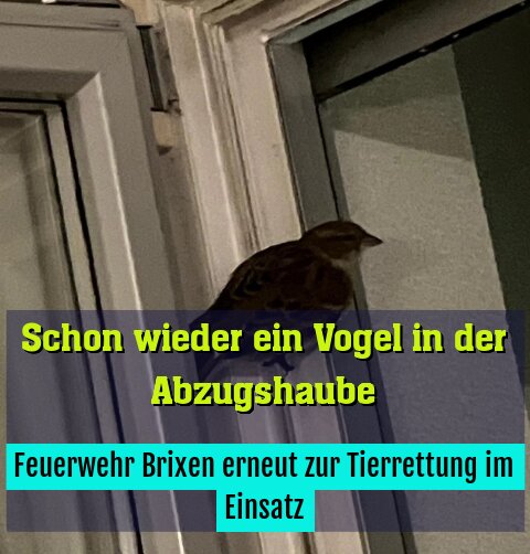 Feuerwehr Brixen erneut zur Tierrettung im Einsatz