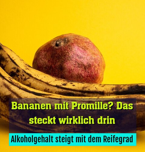 Alkoholgehalt steigt mit dem Reifegrad