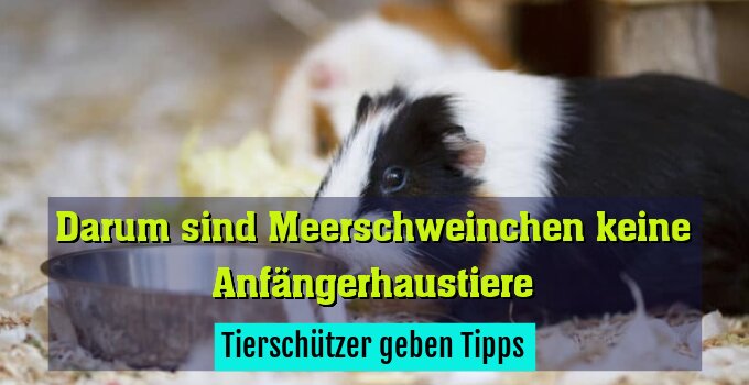 Tierschützer geben Tipps