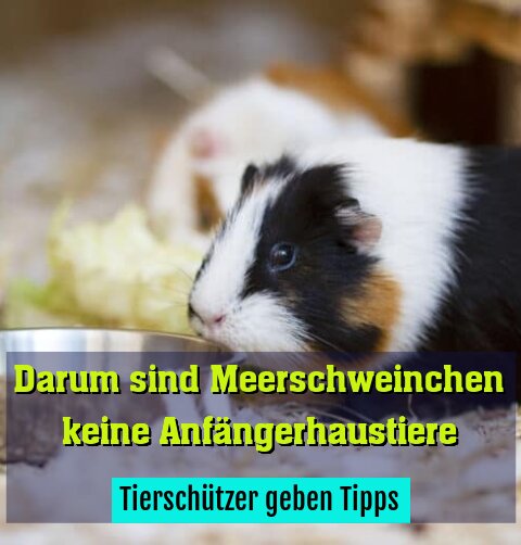 Tierschützer geben Tipps