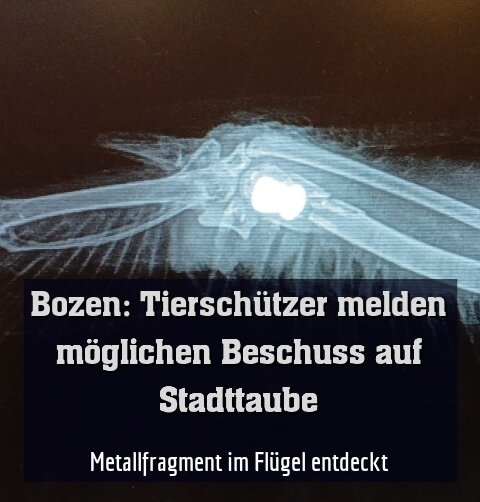 Metallfragment im Flügel entdeckt