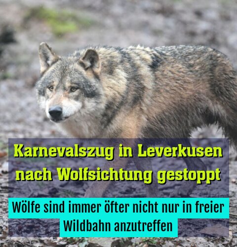 Wölfe sind immer öfter nicht nur in freier Wildbahn anzutreffen