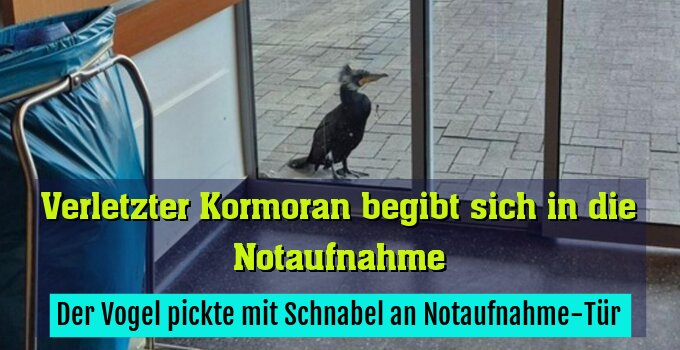 Der Vogel pickte mit Schnabel an Notaufnahme-Tür