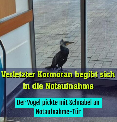 Der Vogel pickte mit Schnabel an Notaufnahme-Tür