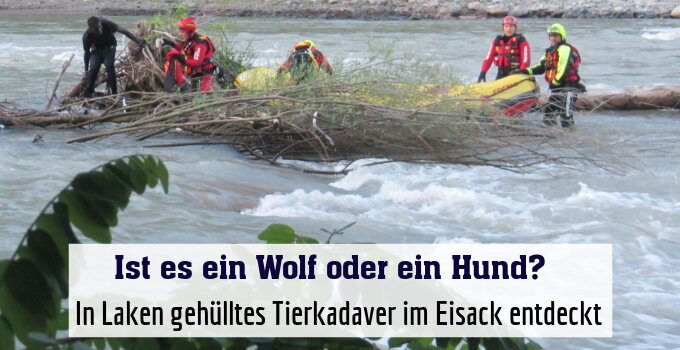 In Laken gehülltes Tierkadaver im Eisack entdeckt