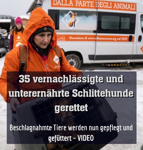 Beschlagnahmte Tiere werden nun gepflegt und gefüttert – VIDEO