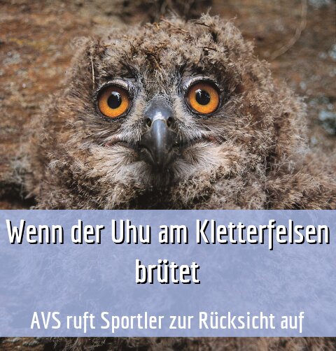 AVS ruft Sportler zur Rücksicht auf