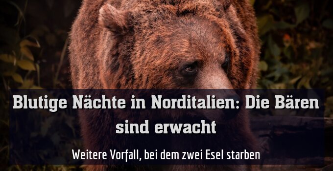Weitere Vorfall, bei dem zwei Esel starben