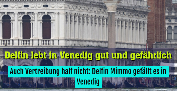 Auch Vertreibung half nicht: Delfin Mimmo gefällt es in Venedig