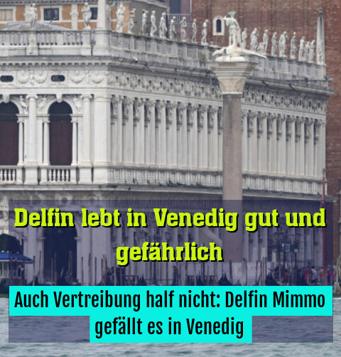 Auch Vertreibung half nicht: Delfin Mimmo gefällt es in Venedig