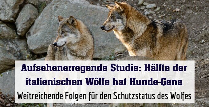 Weitreichende Folgen für den Schutzstatus des Wolfes