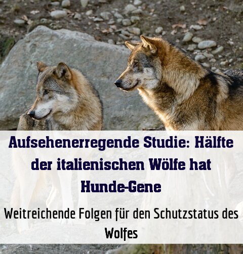 Weitreichende Folgen für den Schutzstatus des Wolfes