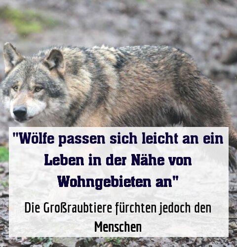 Die Großraubtiere fürchten jedoch den Menschen