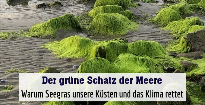 Warum Seegras unsere Küsten und das Klima rettet
