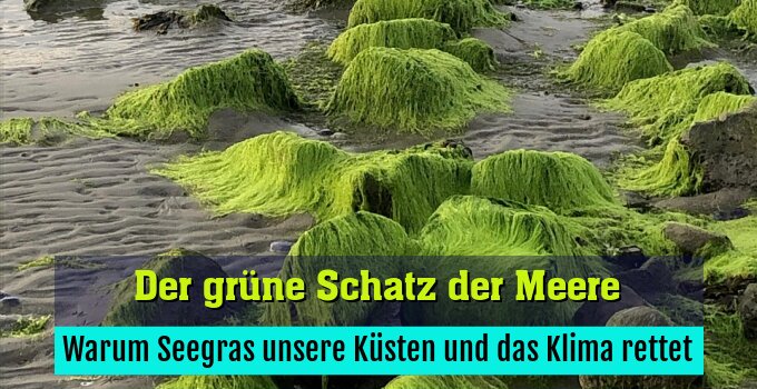 Warum Seegras unsere Küsten und das Klima rettet