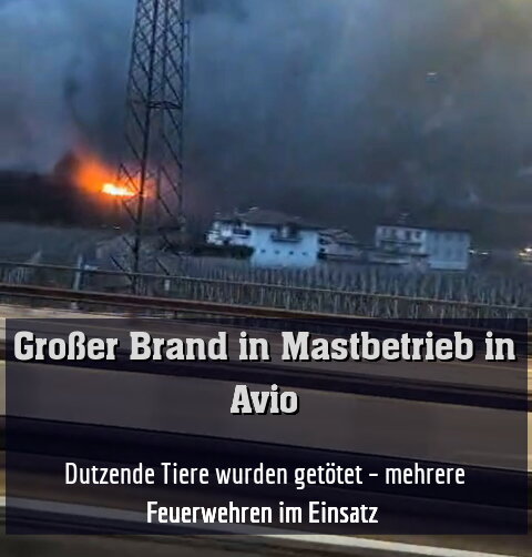 Dutzende Tiere wurden getötet – mehrere Feuerwehren im Einsatz 