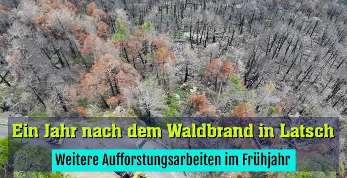 Weitere Aufforstungsarbeiten im Frühjahr