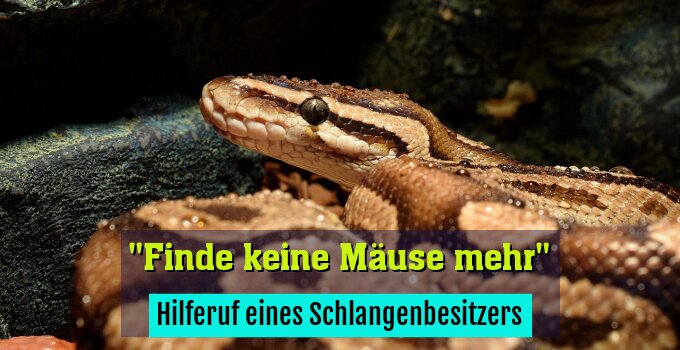 Hilferuf eines Schlangenbesitzers