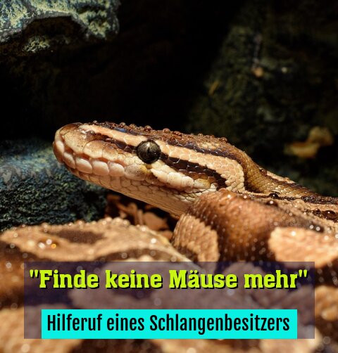 Hilferuf eines Schlangenbesitzers