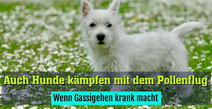 Wenn Gassigehen krank macht
