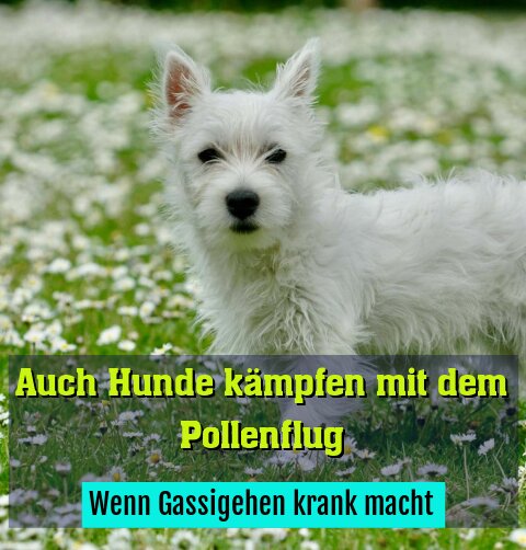 Wenn Gassigehen krank macht