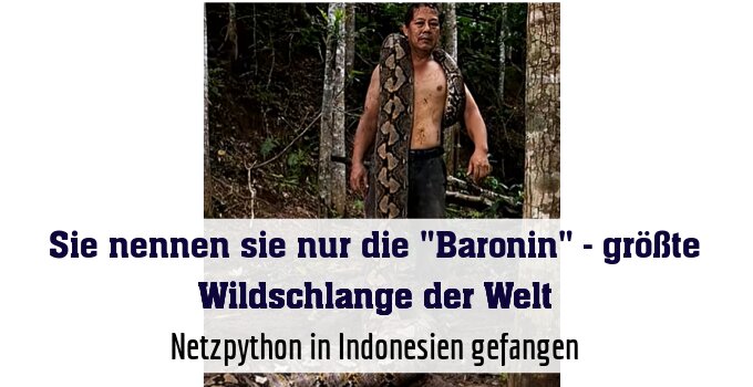 Netzpython in Indonesien gefangen