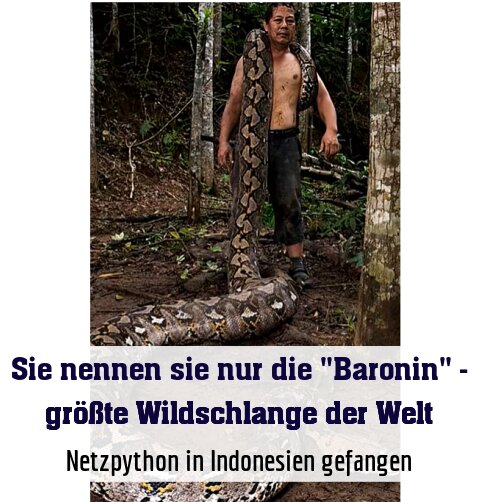 Netzpython in Indonesien gefangen