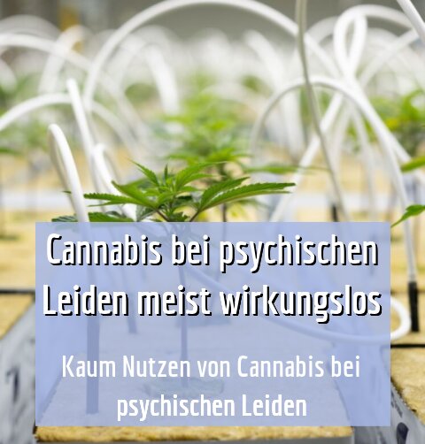 Kaum Nutzen von Cannabis bei psychischen Leiden