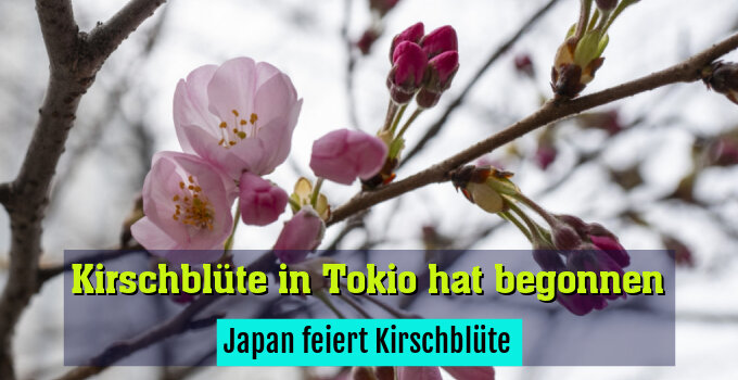 Japan feiert Kirschblüte