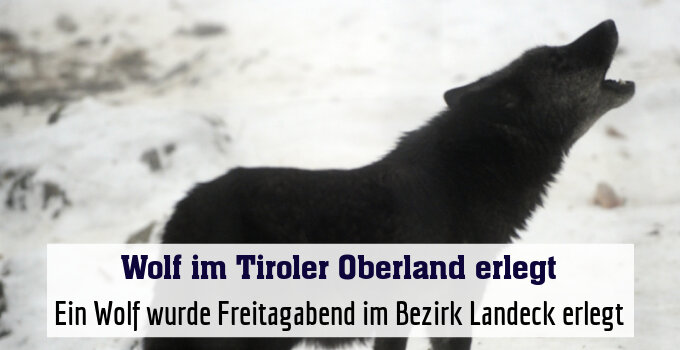 Ein Wolf wurde Freitagabend im Bezirk Landeck erlegt