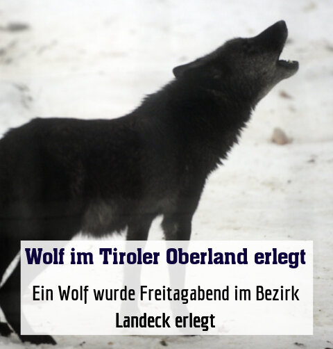 Ein Wolf wurde Freitagabend im Bezirk Landeck erlegt