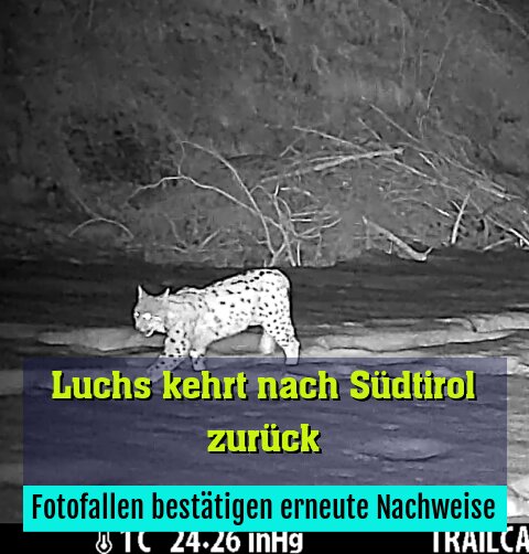 Fotofallen bestätigen erneute Nachweise