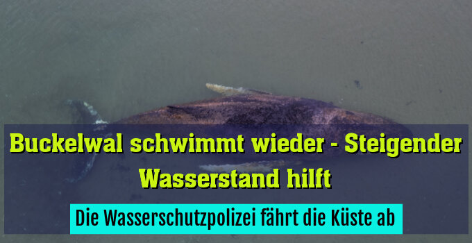 Zwei Mal gelang es dem Wal sich von einer Sandbank zu befreien