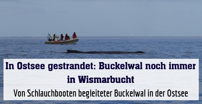 Von Schlauchbooten begleiteter Buckelwal in der Ostsee