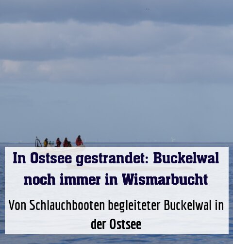 Von Schlauchbooten begleiteter Buckelwal in der Ostsee
