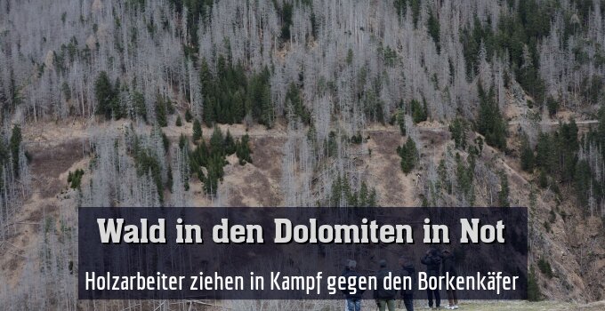 Holzarbeiter ziehen in Kampf gegen den Borkenkäfer