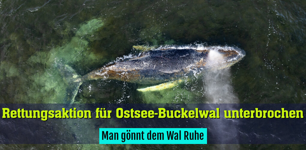 Man gönnt dem Wal Ruhe