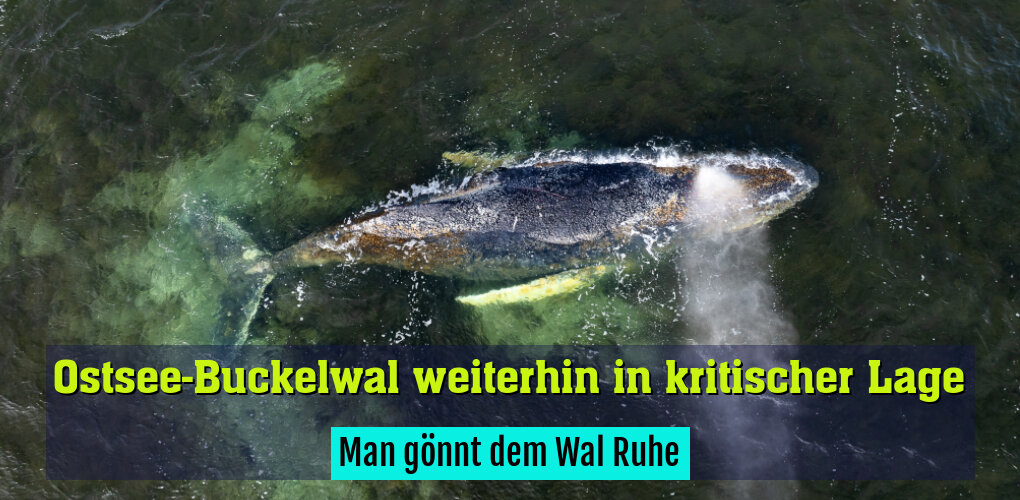 Man gönnt dem Wal Ruhe