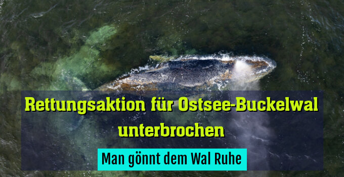 Man gönnt dem Wal Ruhe