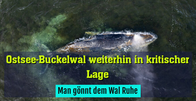 Man gönnt dem Wal Ruhe