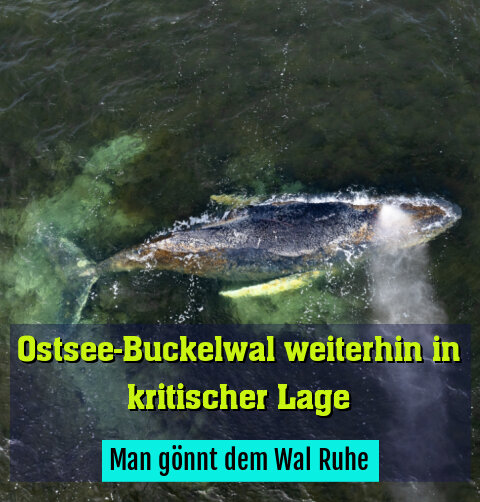 Man gönnt dem Wal Ruhe
