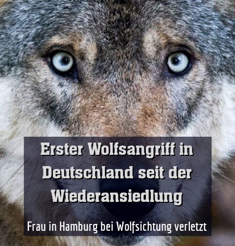 Frau in Hamburg bei Wolfsichtung verletzt