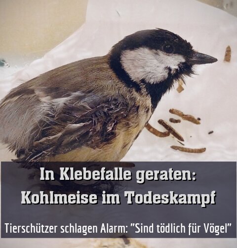 Tierschützer schlagen Alarm: "Sind tödlich für Vögel"
