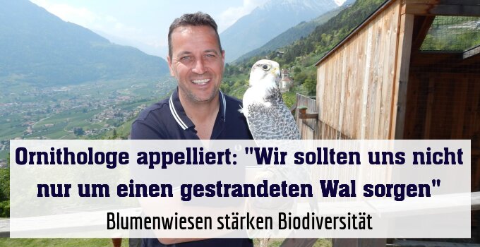 Blumenwiesen stärken Biodiversität