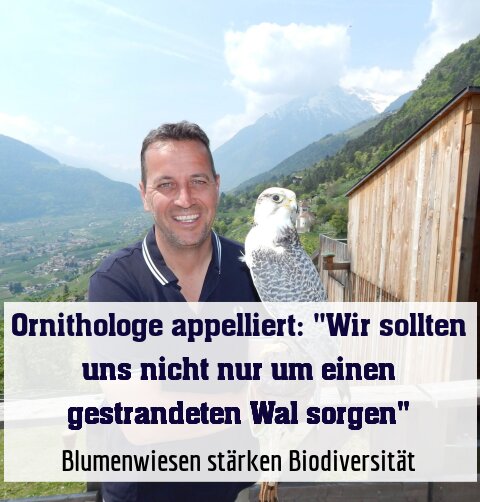 Blumenwiesen stärken Biodiversität