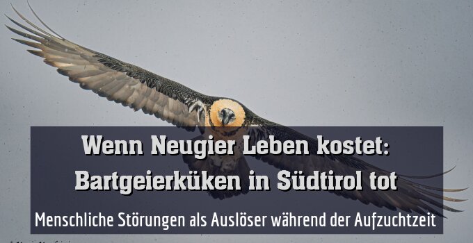 Menschliche Störungen als Auslöser während der Aufzuchtzeit