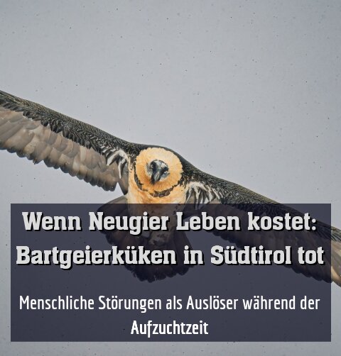 Menschliche Störungen als Auslöser während der Aufzuchtzeit