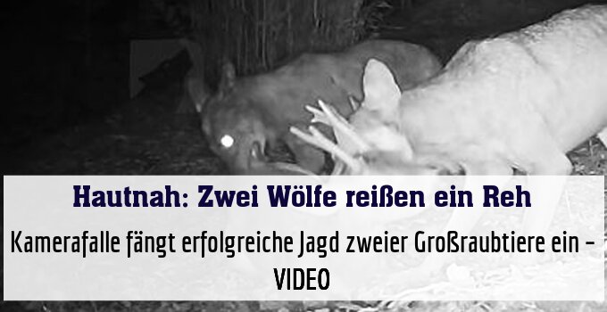 Kamerafalle fängt erfolgreiche Jagd zweier Großraubtiere ein – VIDEO